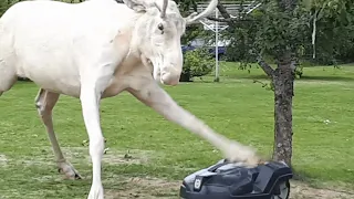 Albino Moose Takes Out Lawn Mower Robot