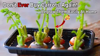 Grow Carrots From Carrots Easily | Don't Buy Carrots Ever Again | Endless Supply Of Carrots At Home