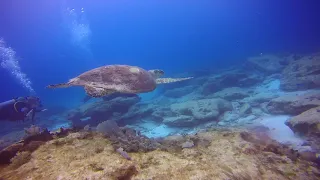 TORTUGAS  EN PUNTA SUR - Diving with Turtles in Isla Mujeres, Mexico