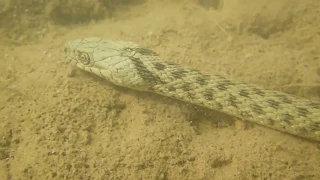 Водяной уж (Natrix tessellata) подводные съёмки.