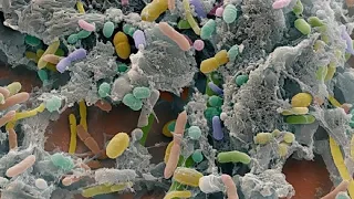 A Gut Feeling: How Microbes Impact Human Health