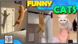 Laugh with this funny cat compilation! #014 Comment your favorite! Subscribe for more videos!