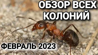 Обзор всех колоний (февраль 2023). #МуравьиЯрославль