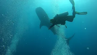 Китовая акула. Whale shark.