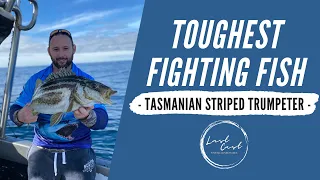 Tasmanian Striped Trumpeter - TOUGHEST Fighting Fish