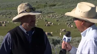 Montana Ag Network: Family fighting grazing battle with big horn sheep