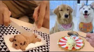 Dog Reaction to Cutting Cake 🐶 Funny Dog Cake Reaction Compilation p1 #1 | Funny Animals