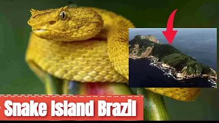 The Most Dangerous Place on Earth: Snake Island, Brazil