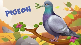 Pigeon - Birds video