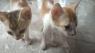 Hungry cute kittens meowing to want food for eating😺🐈#cats#kittens #hungry#catfood#smartcat&kitten