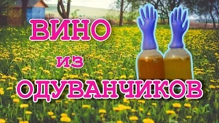 ВИНО ИЗ ОДУВАНЧИКОВ. Простой пошаговый рецепт. Летичів