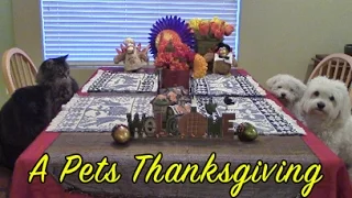 A Pets Thanksgiving