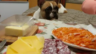 Французский бульдог Варя за НОВОГОДНИМ столом!/French bulldog Barbara at the New Year's table!