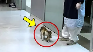 Crying Cat Mom Brought Her Sick Kitten To The Hospital, What Happened Next is Heart-melting!