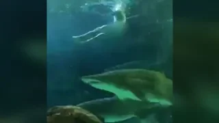 Man skinny-dips in shark tank at Toronto's Ripley's Aquarium