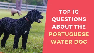 Top 10 Questions about the Portuguese Water Dog