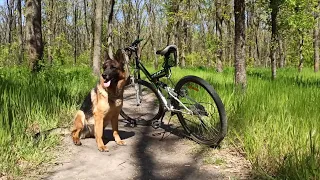 DOG VLOG: Прогулка с собакой на велосипеде | Первая велопрогулка с немецкой овчаркой Ремой