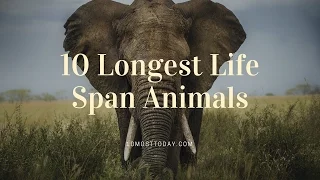 10 Longest Life Span Animals