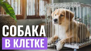 КАК ПРИУЧИТЬ СОБАКУ К ПЕРЕНОСКЕ или клетке? Советы эксперта