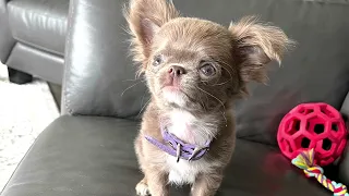 🎀Mila is a 3-month-old chihuahua puppy