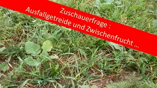 Zuschauerfrage : Ausfallgetreide und Zwischenfrucht ...