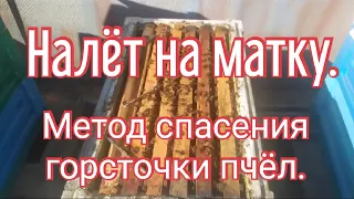 Как спасти горсточку пчёл с маткой от гибели.