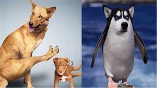 Try Not To Laugh Animals - Funniest action of animals #5