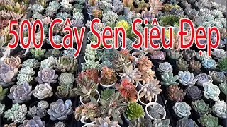 succulent Gia Nghia | Mở ngẫu nhiên 500 cây sen đá xương rồng.