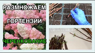 ✂️ЧЕРЕНКОВАНИЕ ГОРТЕНЗИИ✂️ Гортензии размножение 🌸Метельчатая гортензия🌿Черенки гортензии весной