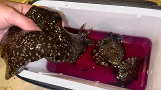 海の巨大ナメクジを食べてみた