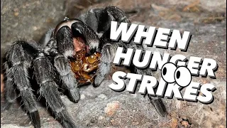 When TARANTULAS are HUNGRY.. THEY ARE HUNGRY !!!