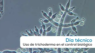 Uso de trichoderma en el control biológico