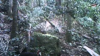 Bush Turkey On My Tree Cam