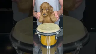 Puppy Drums Dog #shorts #dog