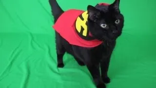 N2 the Talking Cat Behind the Scenes - Super Hero Cat