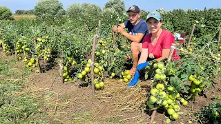 Догляд за помідорами 💥💥💥 Завершення жнив 2023🌾🌾🌾