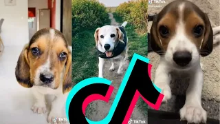 The Most Sweetest Beagle TikTok Compilation 2021 | Dogs Of TikTok