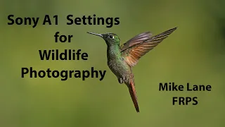 Sony A1 settings for Wildlife Photography