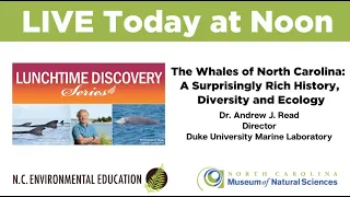 Lunchtime Discovery: The Whales of North Carolina: A Rich History, Diversity, and Ecology