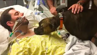 Dog Visits Dying Owner In The Hospital To Say Her Final Goodbye