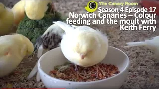 The Canary Room Season 4 Episode 17 - Managing the moult and Colour Feeding Norwich with Keith Ferry