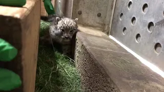 Snow Leopard Cub Gets Unique Physical Therapy Regimen