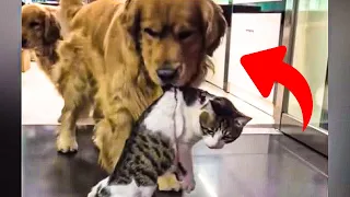 Dog's Adorable 'Rescue' of Cat Best Buddy in Fight Melts Hearts