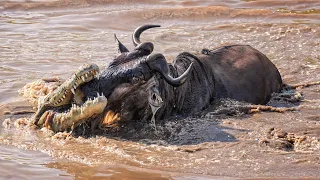 Crocodile Attacks Wildebeest When Crossing The River