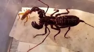 Giant Vinegaroon/ Whip Scorpion Eating!