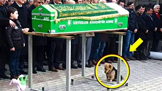 This Puppy Attended His Owners Funeral, And What He Then Did Left Everyone In Tears