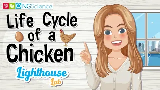 Lighthouse Lab – Life Cycle of a Chicken