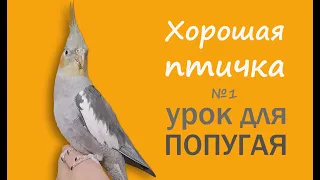 Учим попугая говорить "Хорошая птичка" 🎧 Урок для попугая корелла № 1