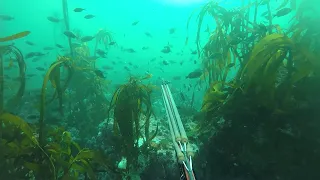 Spearfishing False Bay, Cape Town, South Africa 0723