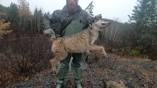 On the Trapline - Coyote Snaring in Newfoundland